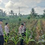 Polres Lombok Tengah Tinjau Lahan Jagung Warga, Perkuat Ketahanan Pangan Dukung Asta Cita Presiden RI