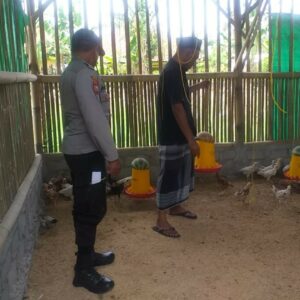 Bhabinkamtibmas Desa Jagaraga Dorong Ketahanan Pangan Lewat Peternakan Mandiri
