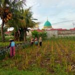 Pemanfaatan Lahan Kosong untuk Ketahanan Pangan di Lombok Barat