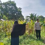 Bhabinkamtibmas Dukung Ketahanan Pangan di Lahan Jagung Lombok Barat