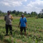 Polsek Gerung Dorong Ketahanan Pangan Lewat Silaturahmi dan DDS di Desa Beleka