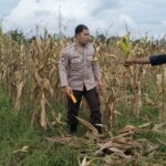 Polsek Kediri Dukung Ketahanan Pangan Lewat Pemantauan Panen Jagung