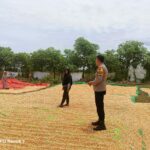 Dukung Ketahanan Pangan, Bhabinkamtibmas Hu’u Dampingi Warga Panen Jagung