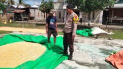 Bhabinkamtibmas Cempi Jaya Dampingi Petani Saat Pengemasan Jagung