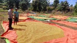 Bhabinkamtibmas Desa Hu’u Pantau Penjemuran Jagung Warga di Dusun Cangga