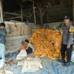 Bhabinkamtibmas Desa Pasir Putih Lakukan Monitoring Ketahanan Pangan di Tengah Panen Jagung