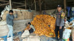Bhabinkamtibmas Desa Pasir Putih Lakukan Monitoring Ketahanan Pangan di Tengah Panen Jagung