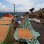 Bhabinkamtibmas Nungga Bantu Jemur Jagung Warga, Dukung Ketahanan Pangan Nasional