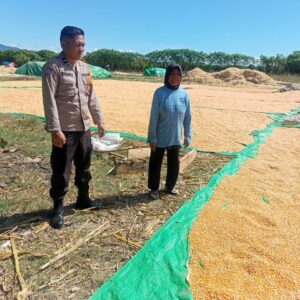Dukung Ketahanan Pangan Nasional, Bhabinkamtibmas Desa Marada Pantau Penjemuran Jagung Warga