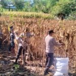 Polri untuk Masyarakat, Personel Polsek Asakota Bantu Petani Panen Jagung