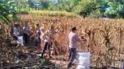 Polri untuk Masyarakat, Personel Polsek Asakota Bantu Petani Panen Jagung