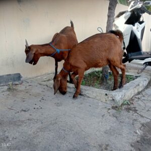Beli Kambing Hasil Curian, Seorang Pria Diamankan Tim Opsnal Polsek Rasbar, Pelaku Utama Masih Diburu