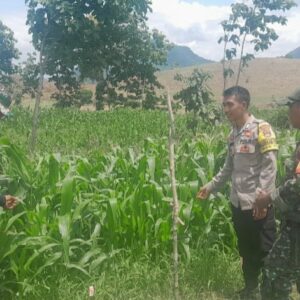 Kolaborasi Bhabinkamtibmas dan Babinsa Desa Goa Terus Bergerak Dampingi Petani Jagung Sukseskan Ketahanan Pangan Nasional