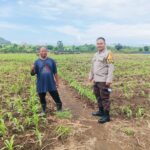 Sukses Panen Jagung, Bhabinkamtibmas Desa Sekongkang Bawah Motivasi Petani pada Musim Tanam II, Wujudkan Program Asta Cita