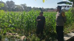 Bhabinkamtibmas Gerung Selatan Dorong Ketahanan Pangan Petani Jagung