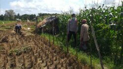 Bhabinkamtibmas Sosialisasi Pemanfaatan Lahan Kosong untuk Pangan