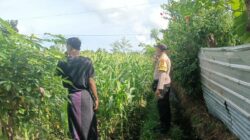 Bhabinkamtibmas Dukung Petani Jagung di Lombok Barat