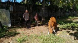 Bhabinkamtibmas Aktif Edukasi Pertanian di Desa Senggigi
