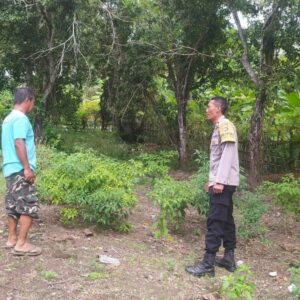 Polsek Sekotong Ajak Swasembada Cabai di Desa Batu Putih