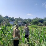 Bhabinkamtibmas Sekotong Timur Dukung Petani Jagung Wujudkan Ketahanan Pangan