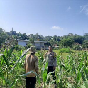 Bhabinkamtibmas Sekotong Timur Dukung Petani Jagung Wujudkan Ketahanan Pangan