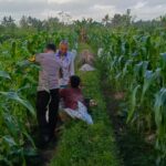 Bhabinkamtibmas Kuripan Utara Dukung Ketahanan Pangan Lewat Silaturahmi Petani