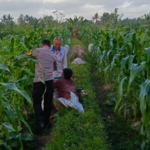 Bhabinkamtibmas Kuripan Utara Dukung Ketahanan Pangan Lewat Silaturahmi Petani