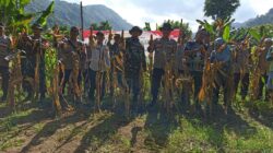 Panen Raya Jagung Lombok Barat Dorong Swasembada 2025