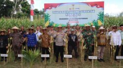 Panen Raya Jagung Serentak Dukung Swasembada Pangan di Lombok Barat