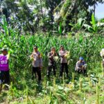 Panen Raya Jagung di Lombok Barat, Wujud Sinergi TNI-Polri dan Petani