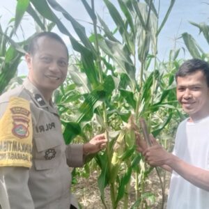 Bhabinkamtibmas Jagaraga Indah Dampingi Petani Jagung Lombok Barat