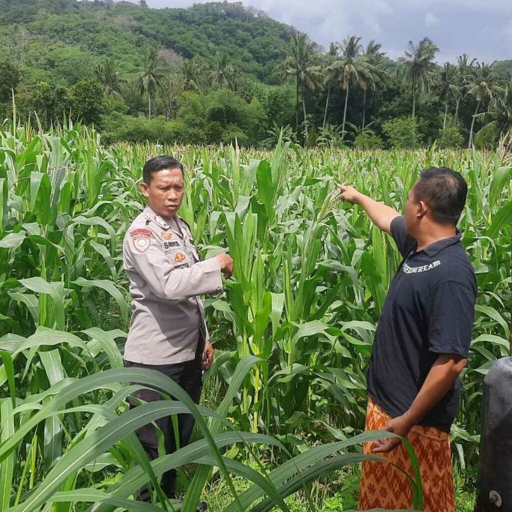 Polri Dampingi Petani Sekotong, Perkuat Ketahanan Pangan