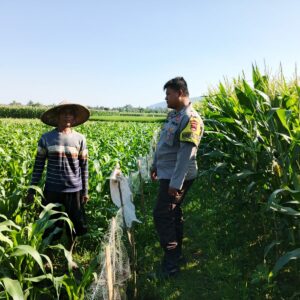 Polsek Lembar Sambangi Petani Jagung Sekotong Timur Dukung Ketahanan Pangan