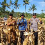 Polsek Gerung Dampingi Panen Jagung di Giri Tembesi