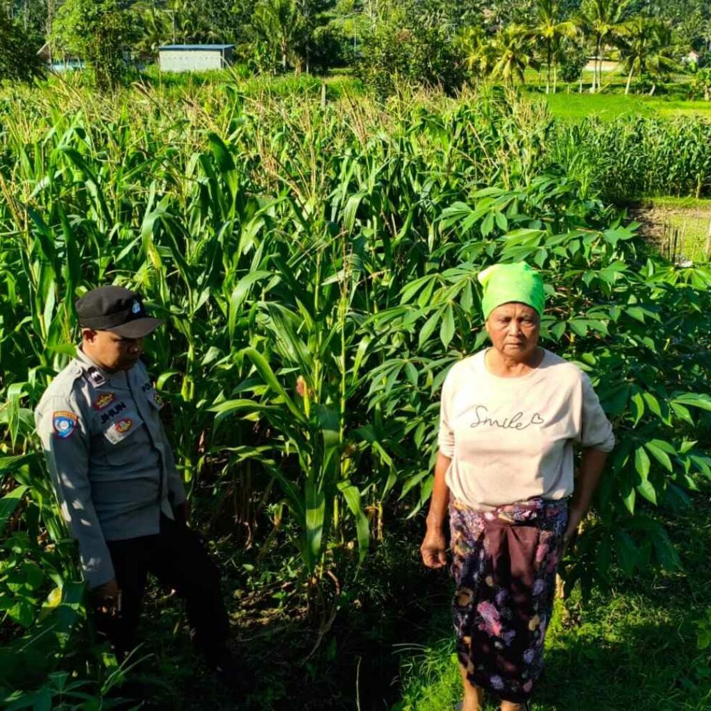 Bhabinkamtibmas Mareje Timur Tinjau Lahan Jagung Warga