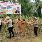 Polres Halmahera Utara Sukses Gelar Panen Raya Jagung Dukung Ketahanan Pangan Nasional