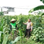 Bhabinkamtibmas Ajak Warga Optimalkan Pekarangan untuk Ketahanan Pangan di Labuapi