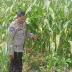 Polisi Dukung Petani: Sinergi Jaga Kamtibmas dan Pangan di Desa Beleka