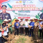 Kapolres Kampar Panen Raya Jagung: Wujud Dukungan Nyata untuk Ketahanan Pangan Nasional
