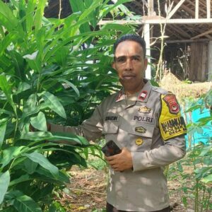 Bhabinkamtibmas Polsek Bolo, Dukungan Pemanfaatan Lahan Pekarangan Untuk Ketahanan Pangan