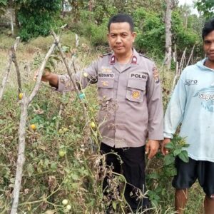 Penguatan Ketahanan Pangan di Tingkat Desa, Bhabinkamtibmas Polsek Soromandi Aktif Dampingi Petani