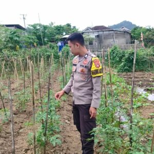 Bhabinkamtibmas Desa Tapir Dampingi Pengelolaan Pekarangan Pangan Bergizi, Dukung Program Asta Cita Swasembada Pangan