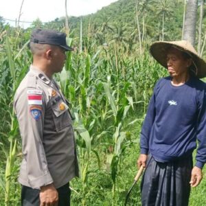 Bhabinkamtibmas Sekotong Dukung Petani Jagung Wujudkan Ketahanan Pangan