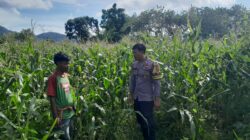Bhabinkamtibmas Desa Talonang Baru Lakukan Sambang dan Pengecekan Lahan Jagung Tahap II
