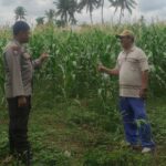 Bhabinkamtibmas Banyumulek Dampingi Petani Jagung Hadapi Panen di Kediri, Lombok Barat