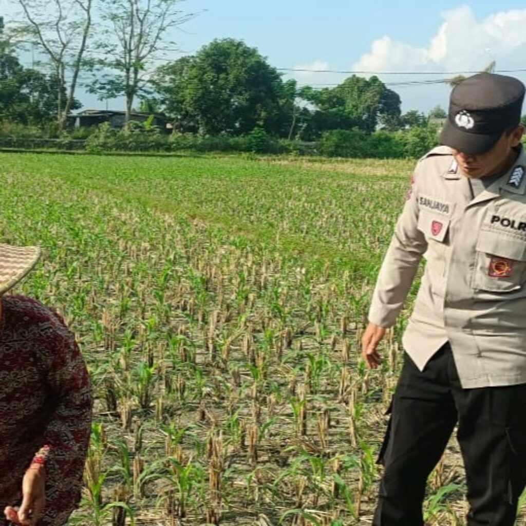 Bhabinkamtibmas Babussalam Dukung Petani Jagung di Lemukek Daya