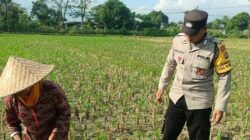 Bhabinkamtibmas Babussalam Dukung Petani Jagung di Lemukek Daya