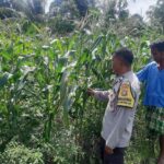 Bhabinkamtibmas Kediri Dukung Ketahanan Pangan Lewat Pendataan Petani Jagung