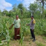 Pemanfaatan Lahan Kosong untuk Ketahanan Pangan di Dusun Pewaringan, Sekotong