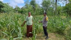 Bhabinkamtibmas Pelangan Dorong Ketahanan Pangan dari Pekarangan Warga Sekotong